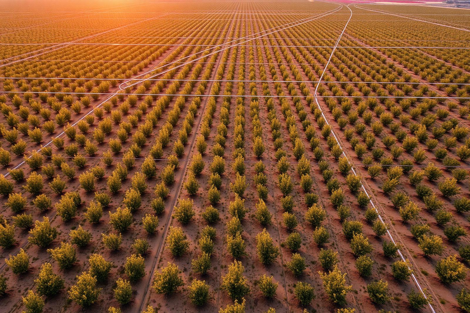 Large-scale orchard development seen from above